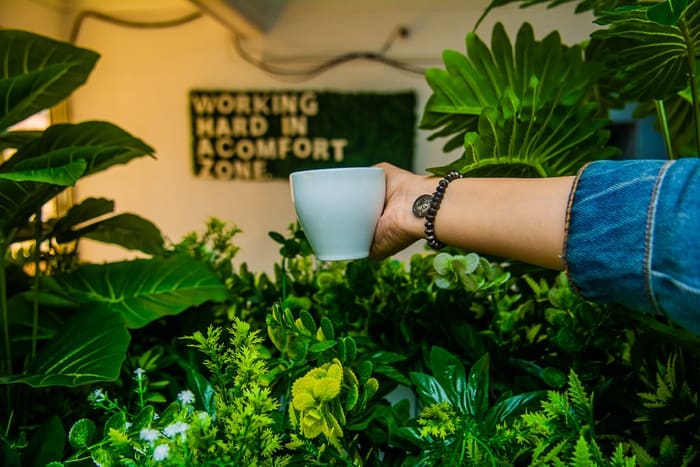 A coffee cup held before the moss wall at Blooms reading Working Hard In A Comfort Zone